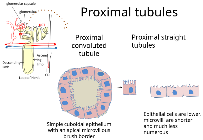 PCT 1